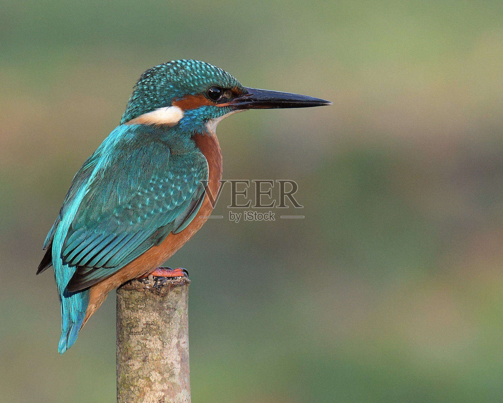 翠鸟照片摄影图片