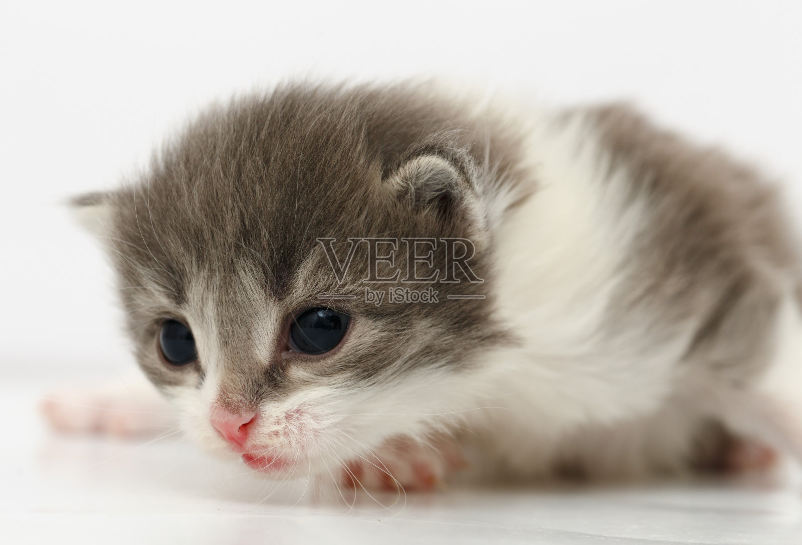 小灰猫孤立在白色上照片摄影图片