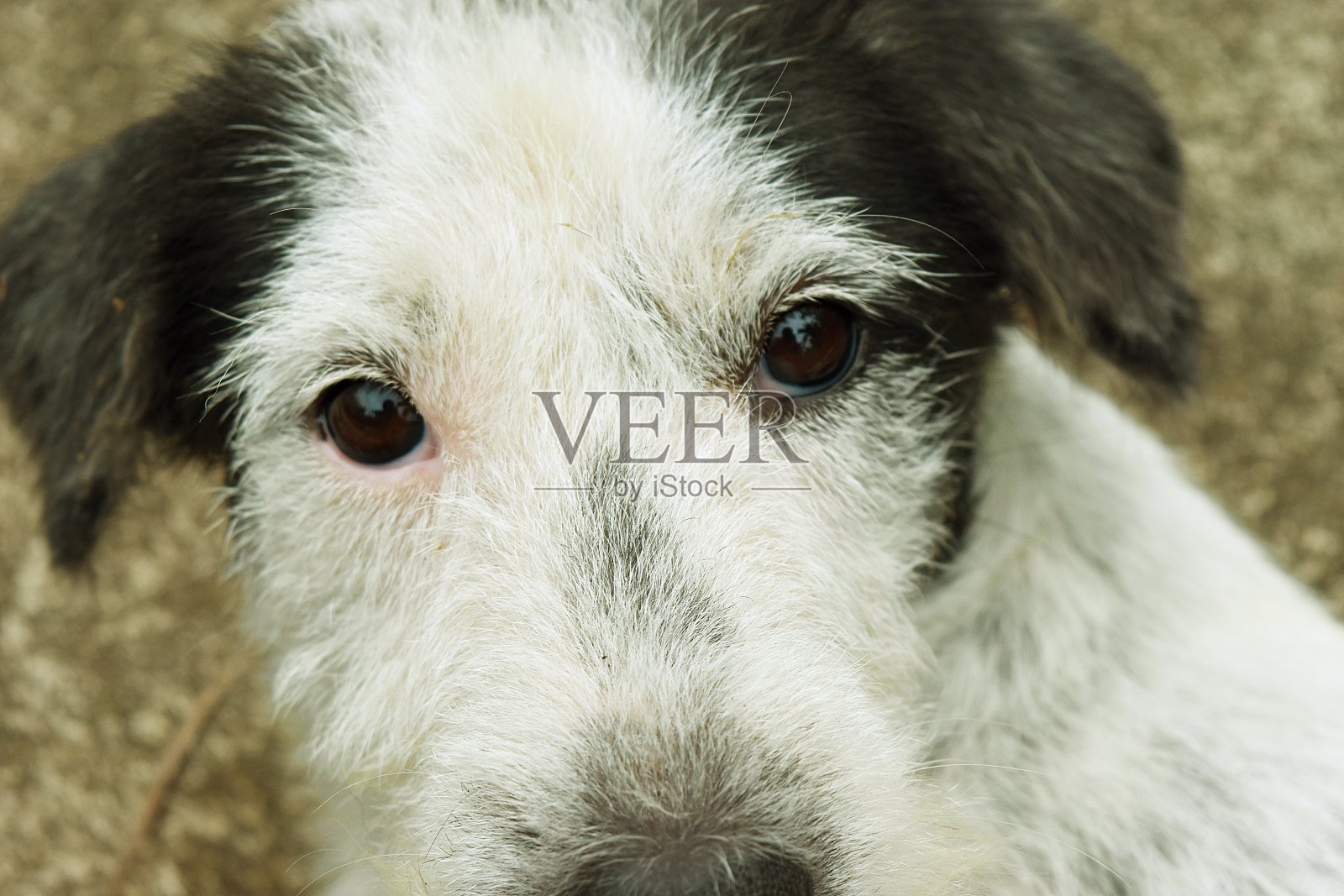 狗的棕色眼睛瞪着凶恶的眼睛照片摄影图片