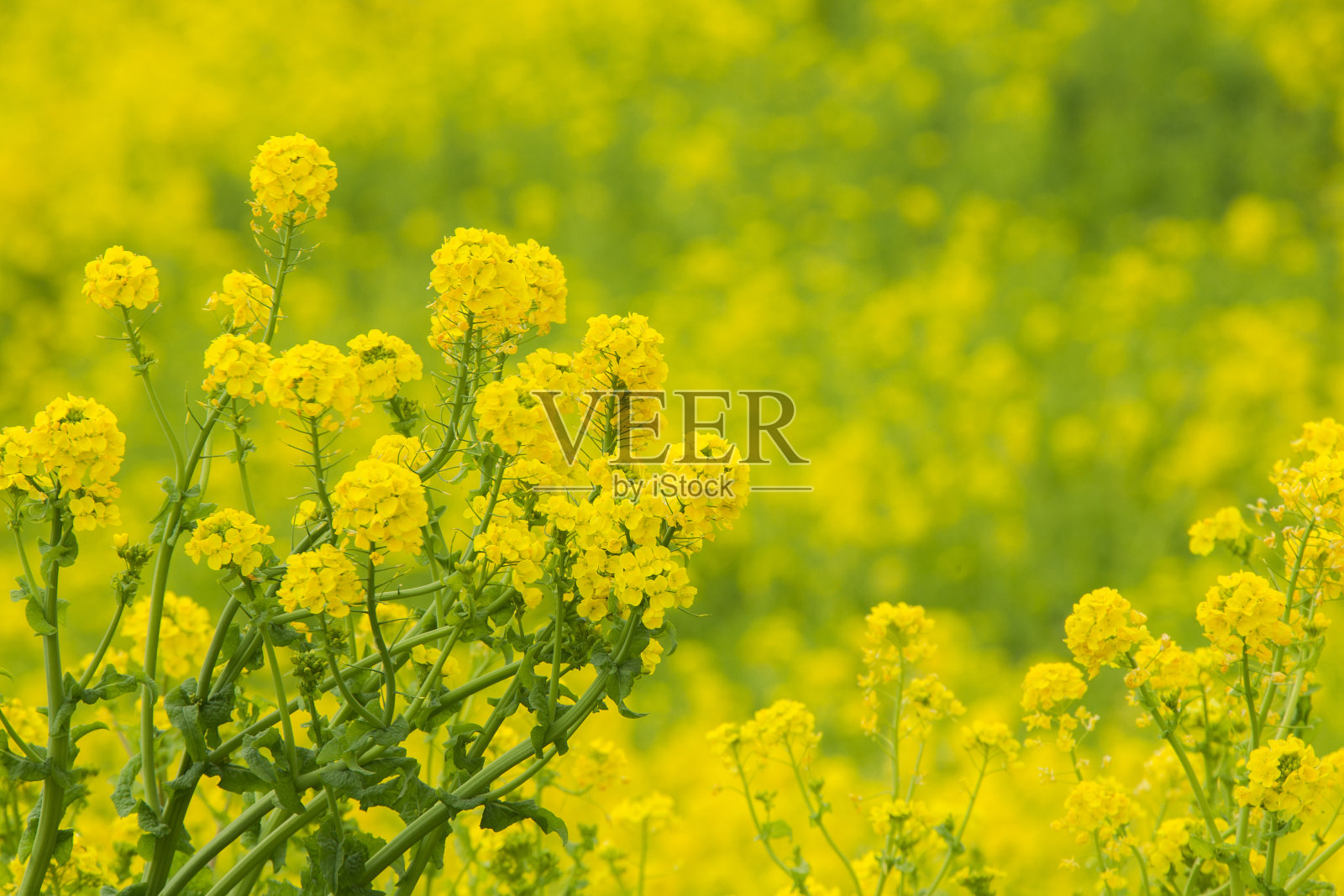 日本的油菜田照片摄影图片