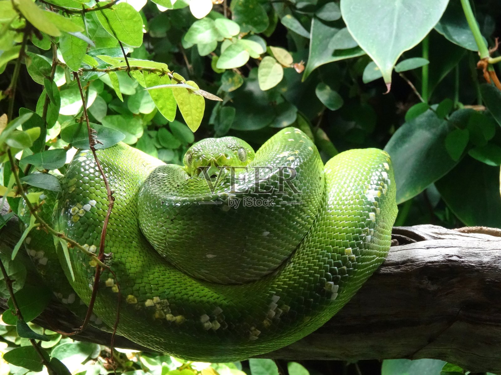 野生动物中的绿树蟒照片摄影图片