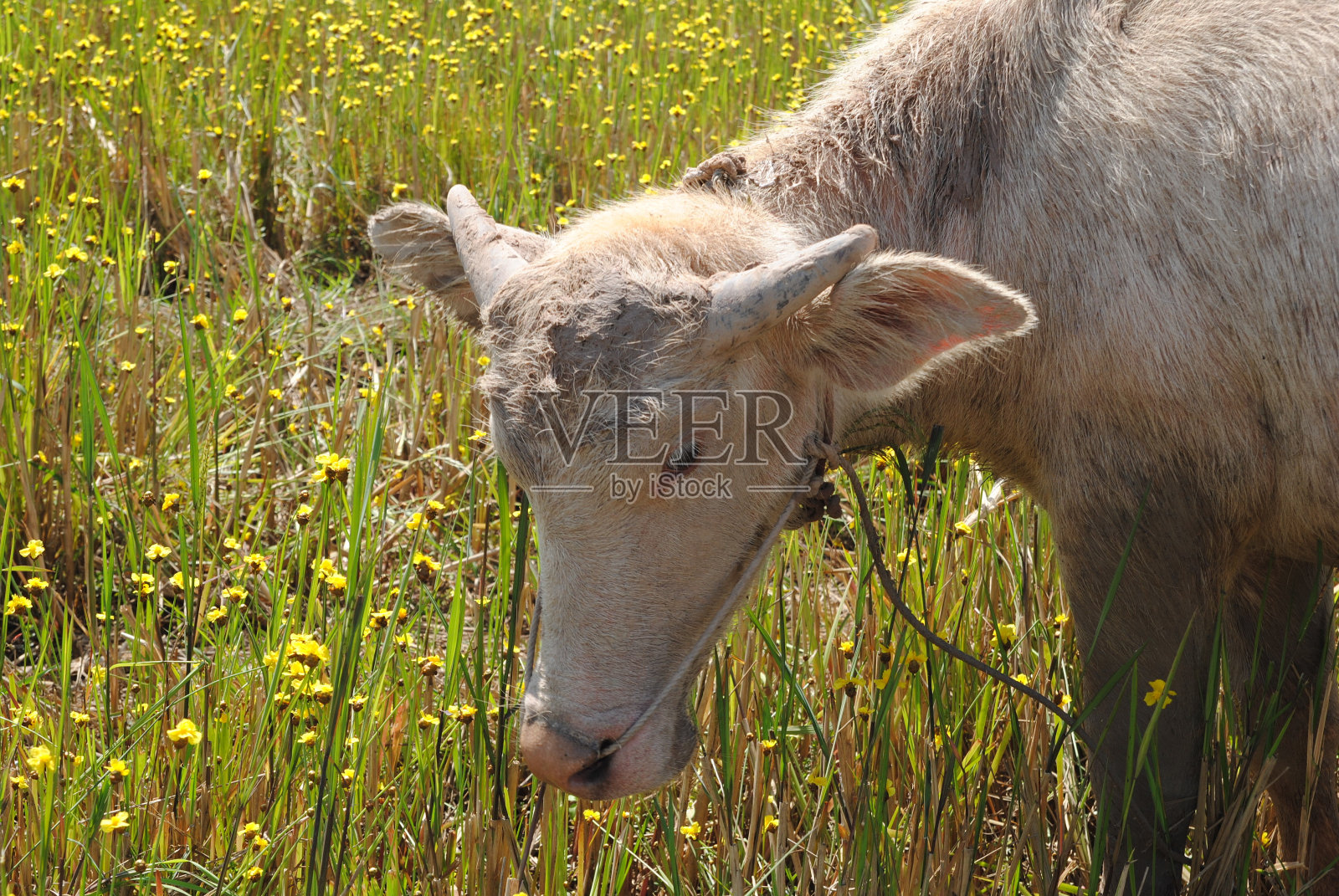 白水牛水照片摄影图片