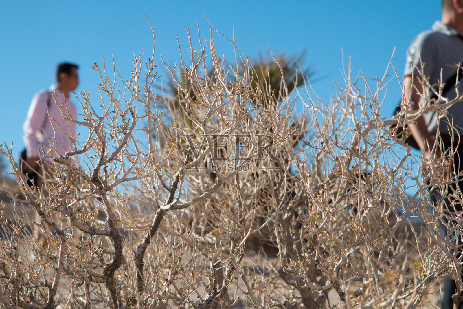 沙中的植物照片摄影图片