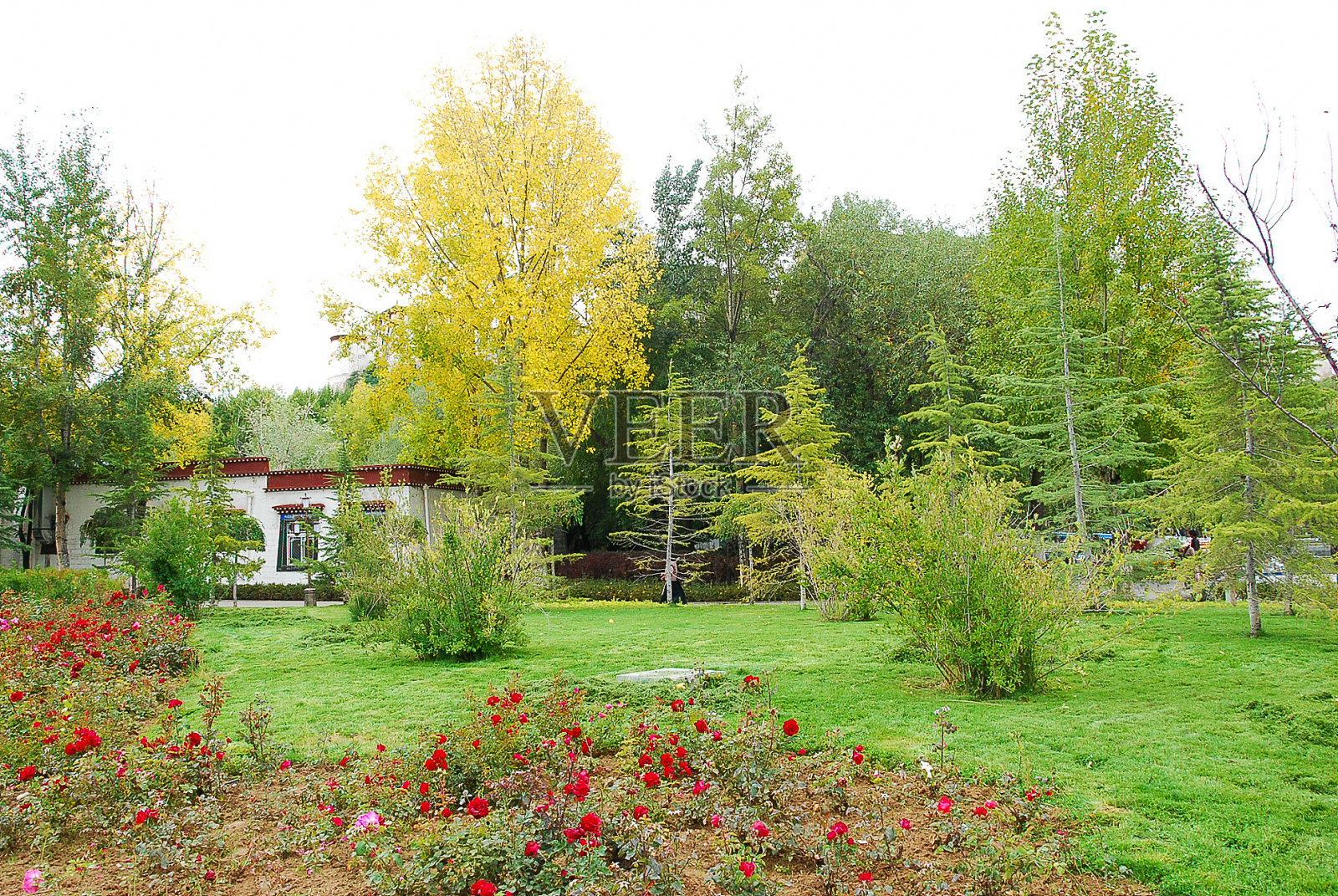 秋天的西藏风光照片摄影图片