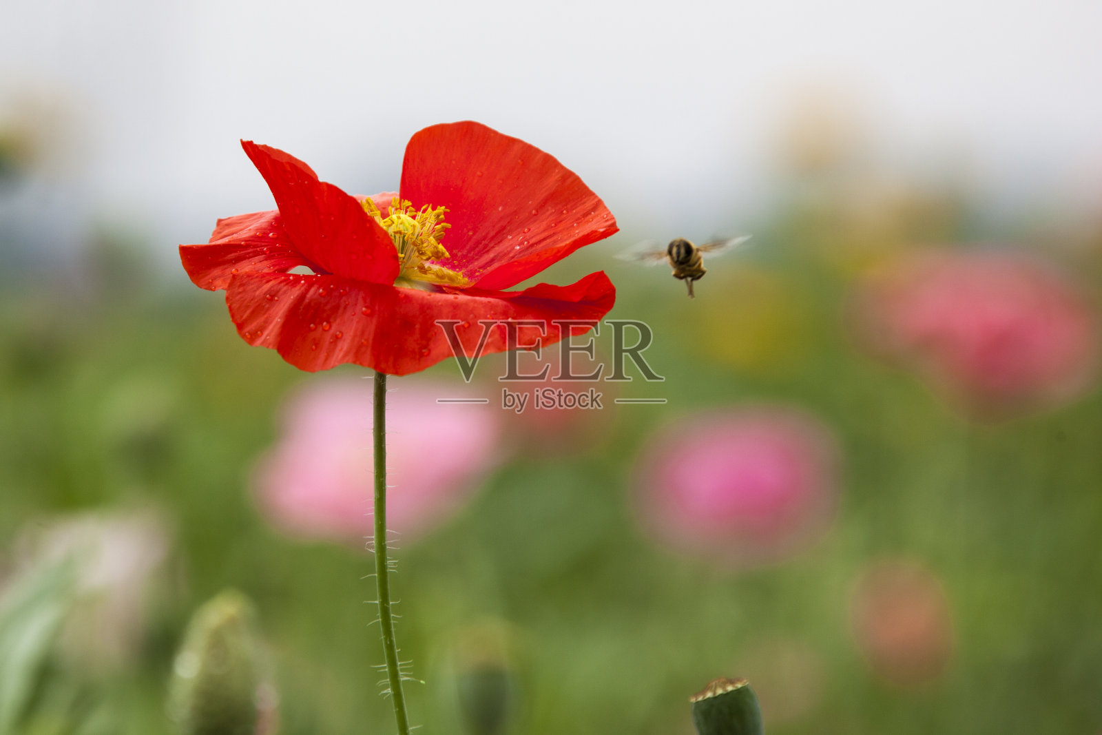 花:封闭美丽盛开的天然罂粟花和蜜蜂照片摄影图片