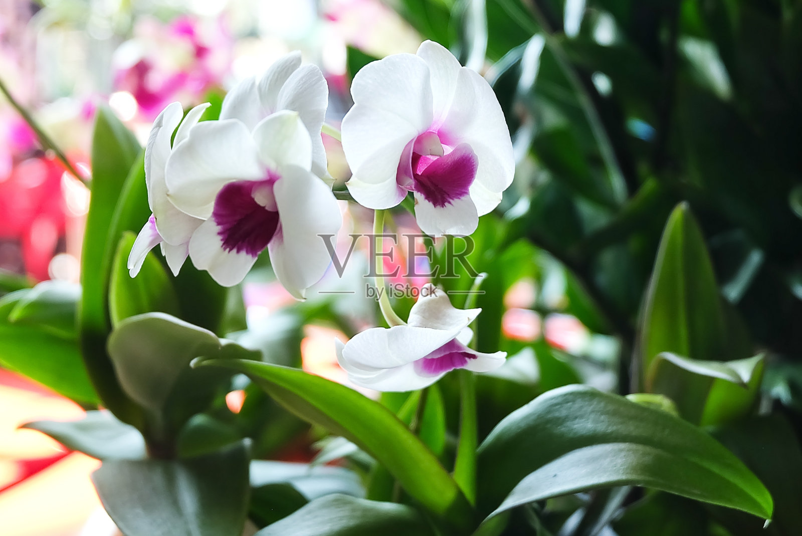 兰花或蝴蝶兰的白色条纹照片摄影图片