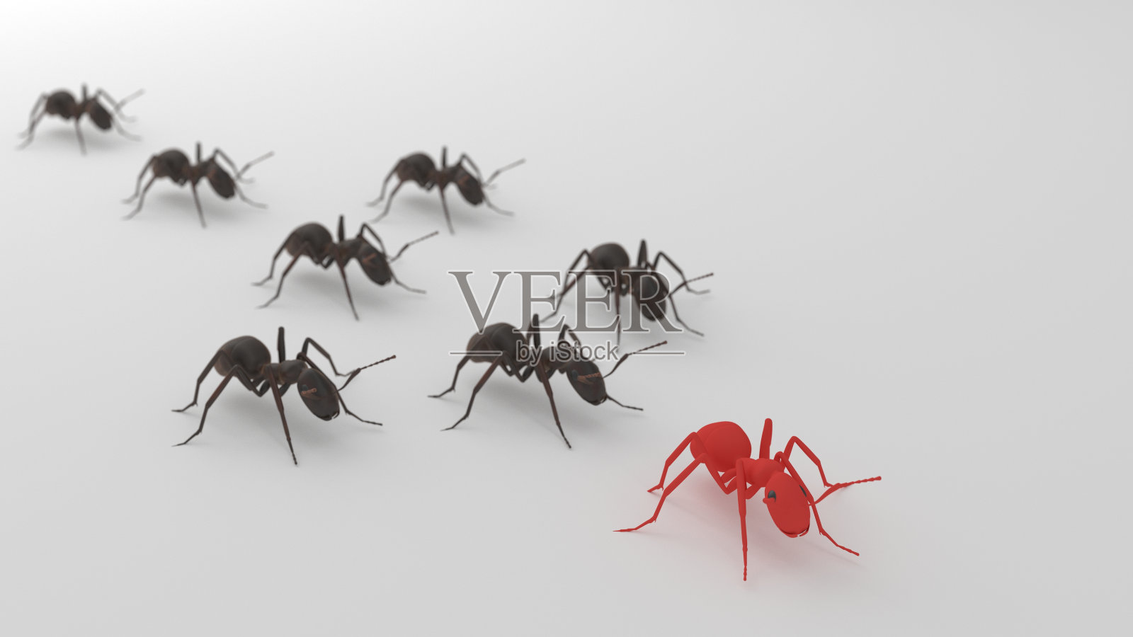 红蚂蚁领先黑蚂蚁3d渲染照片摄影图片