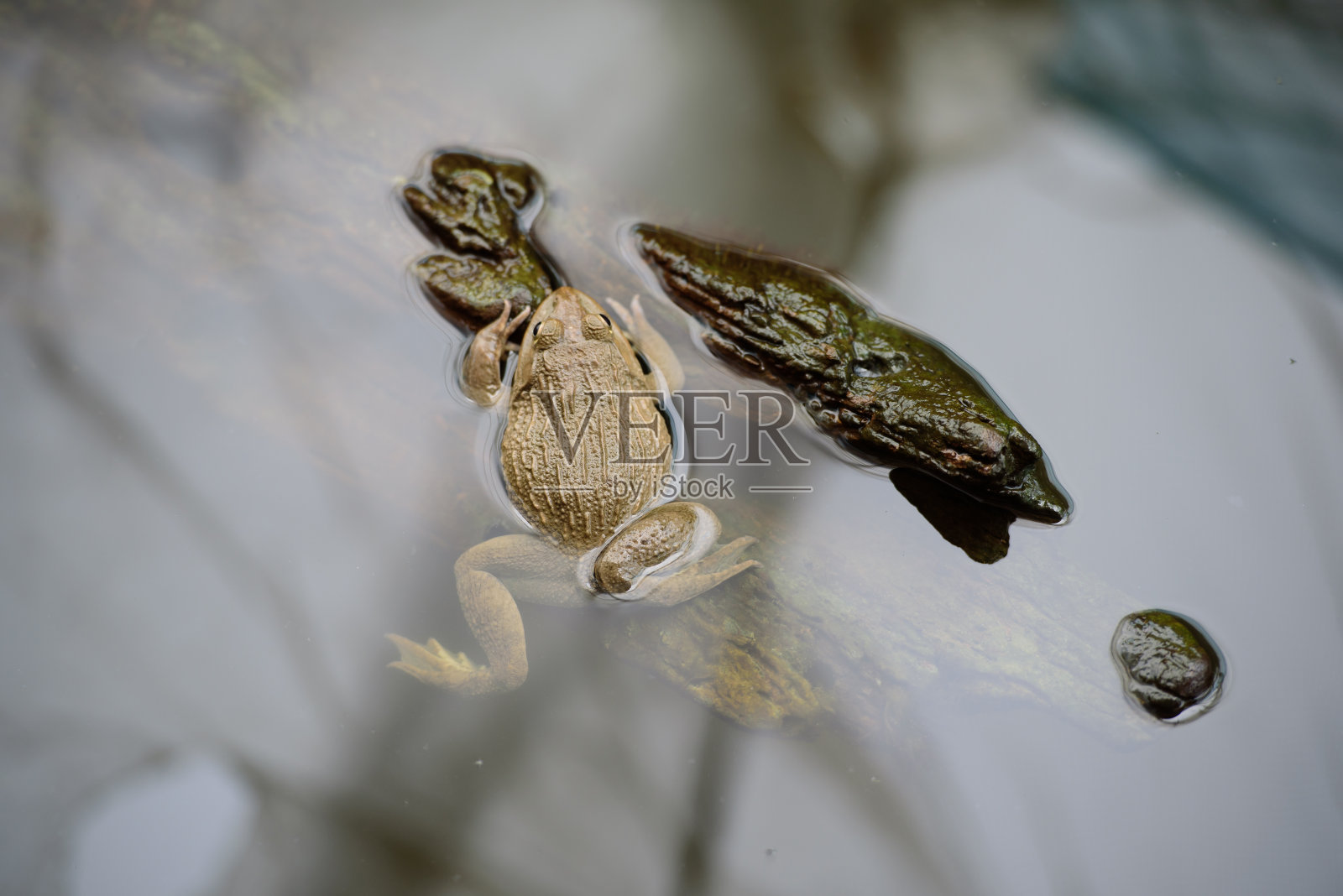 青蛙照片摄影图片