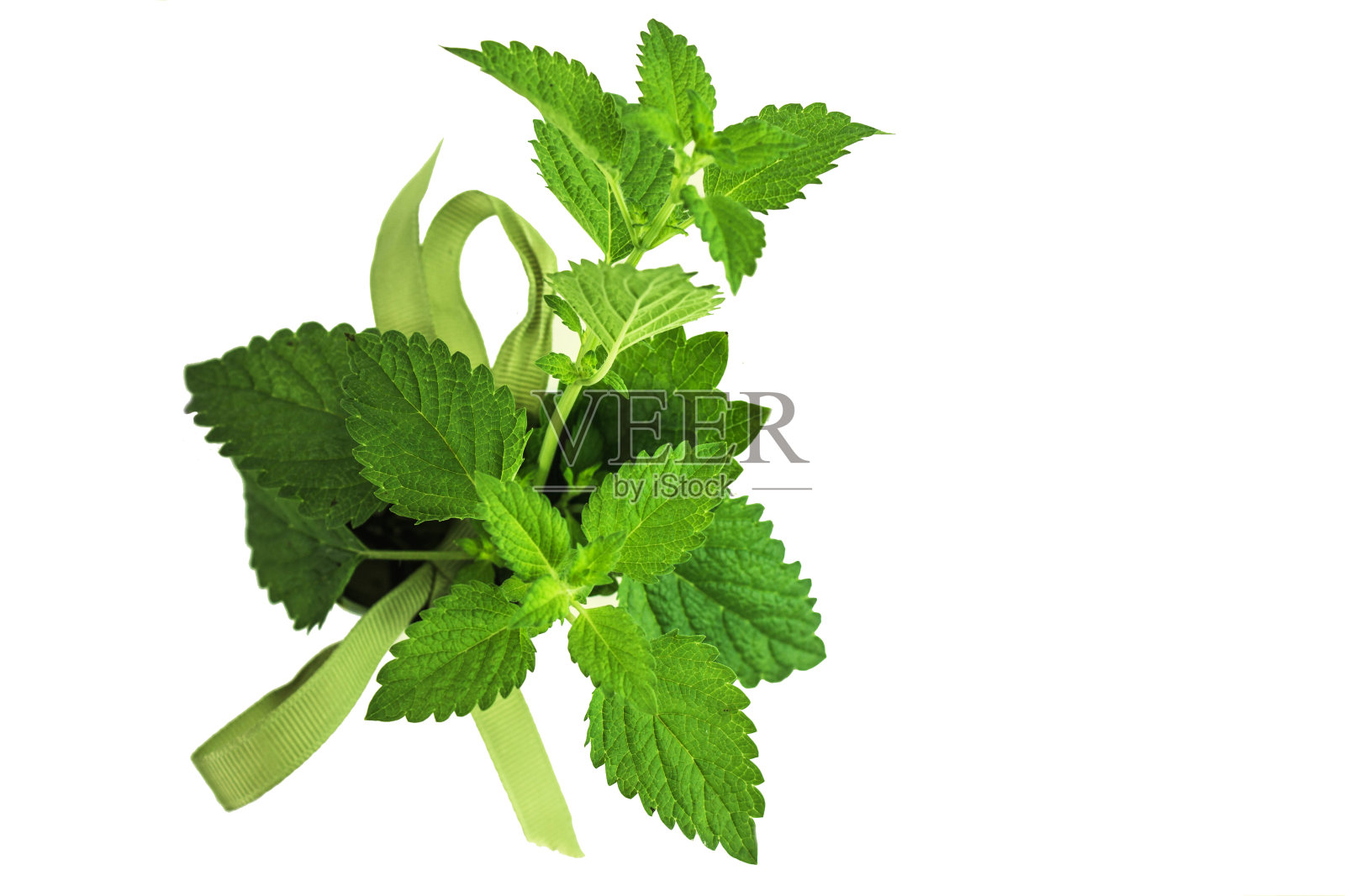 蜜蜂花花草照片摄影图片