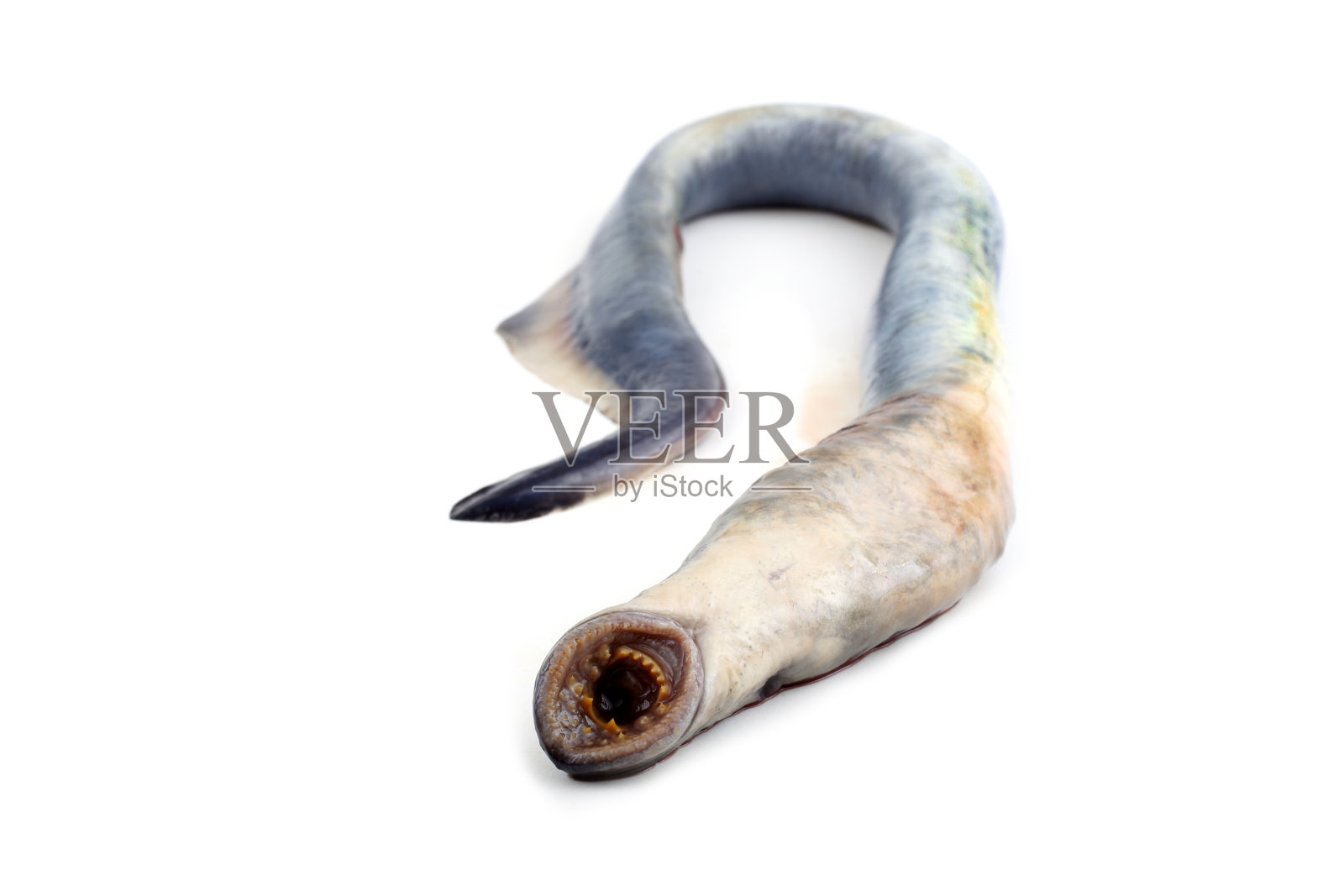 七鳃鳗的鱼。吸血鬼。照片摄影图片