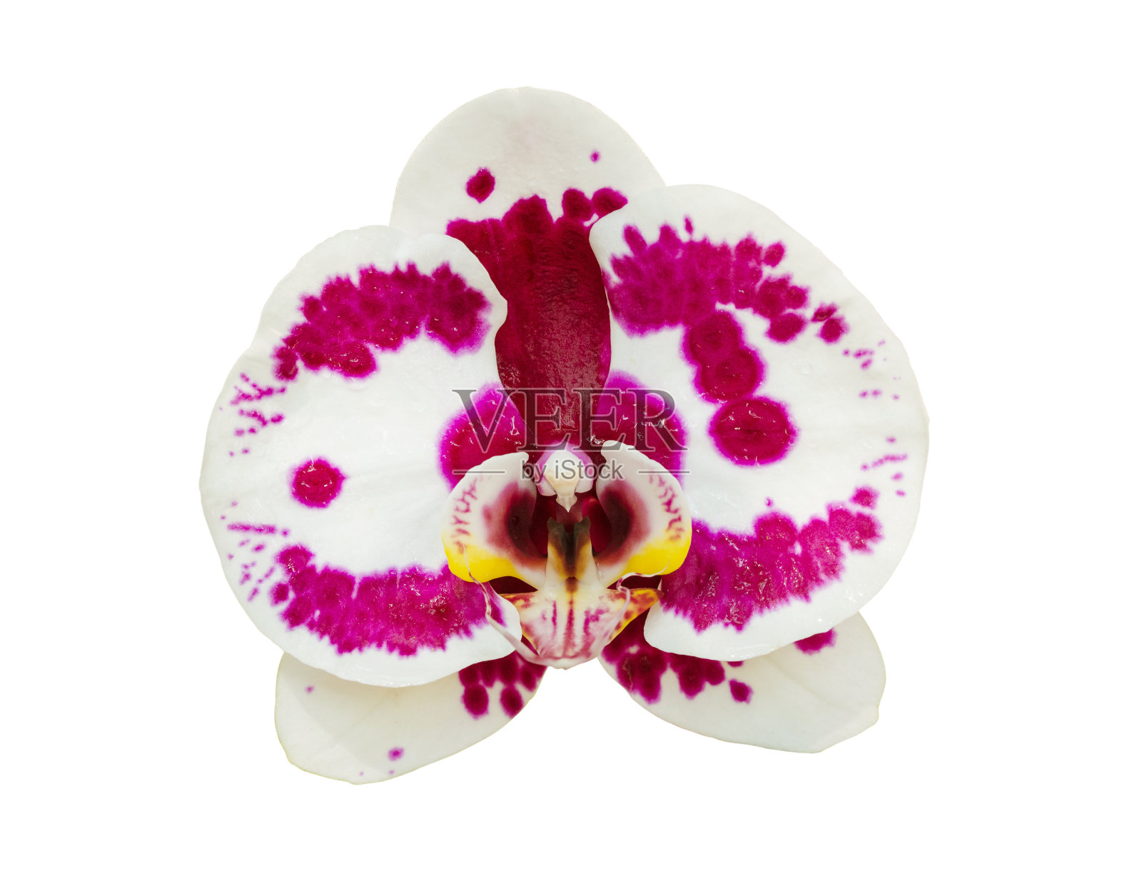 蝴蝶兰花孤立在白色上照片摄影图片