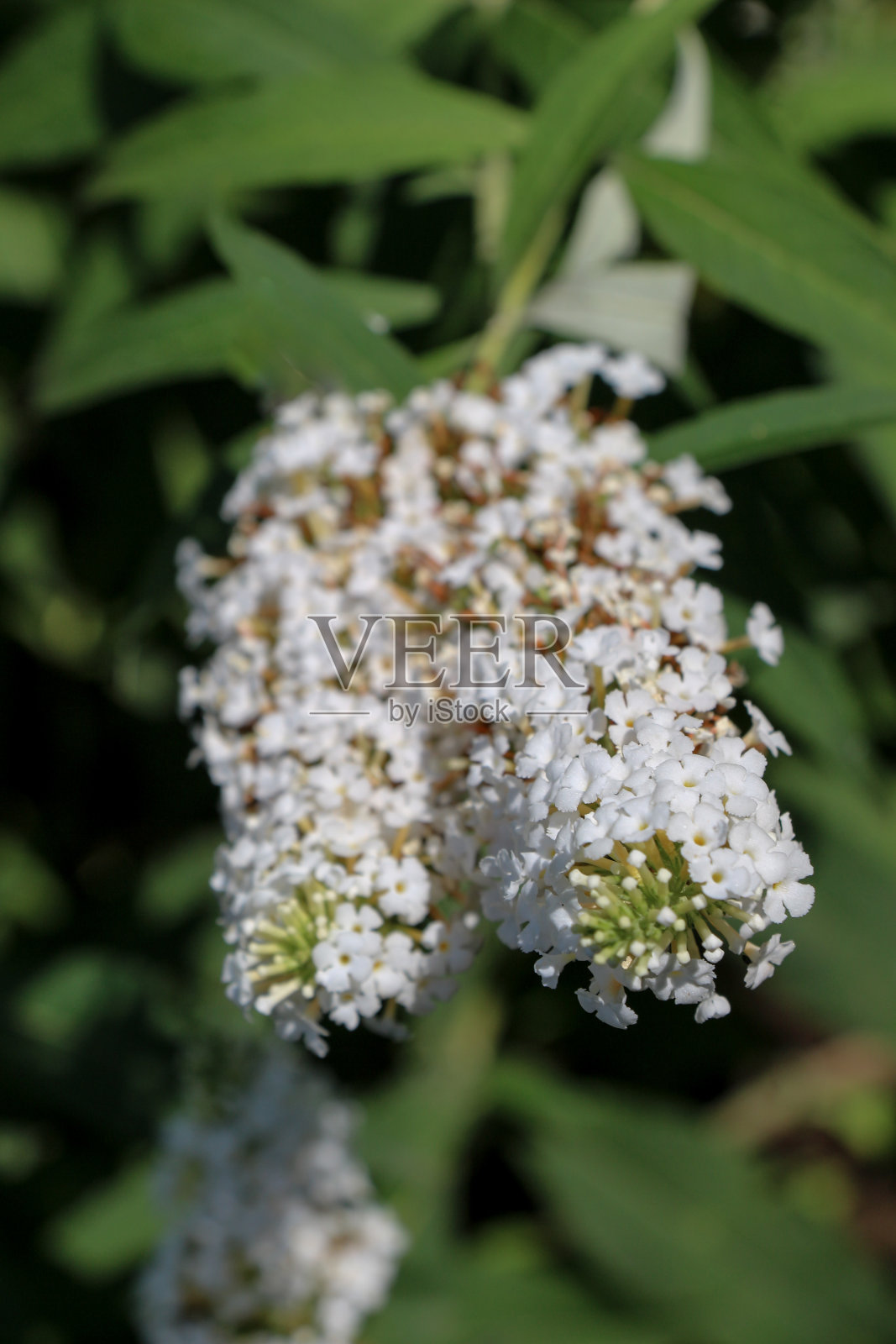大自然中美丽的花朵照片摄影图片