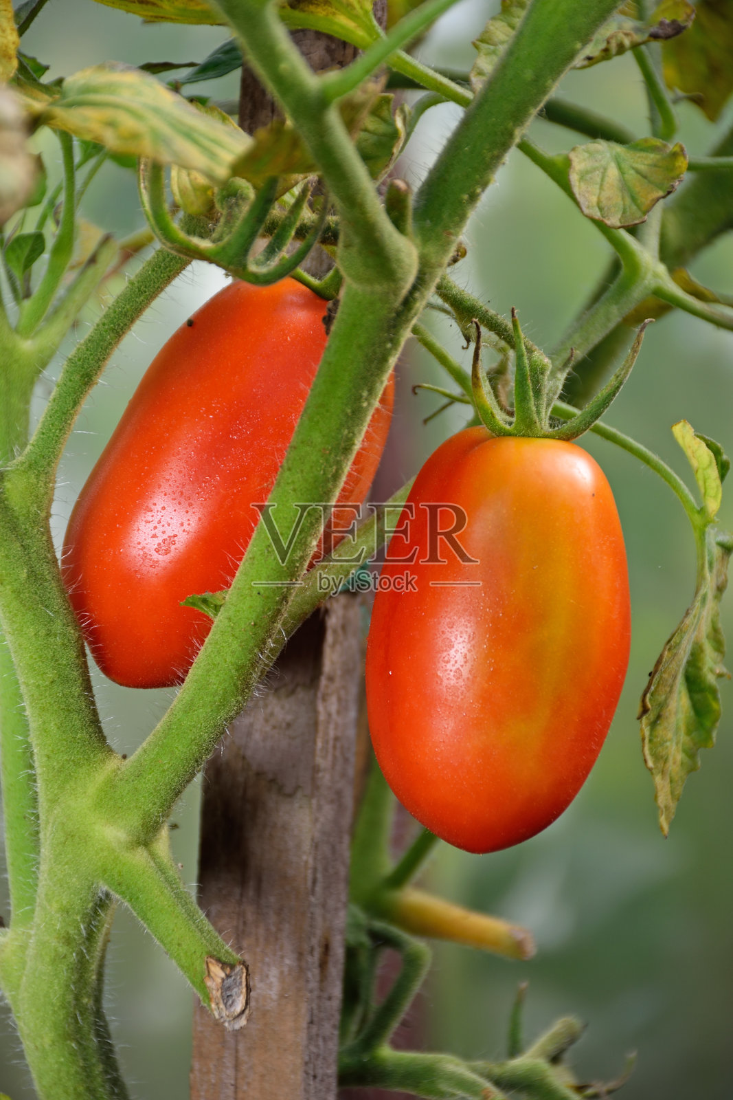 两个红红的熟透的李子形的西红柿在灌木丛中特写照片摄影图片