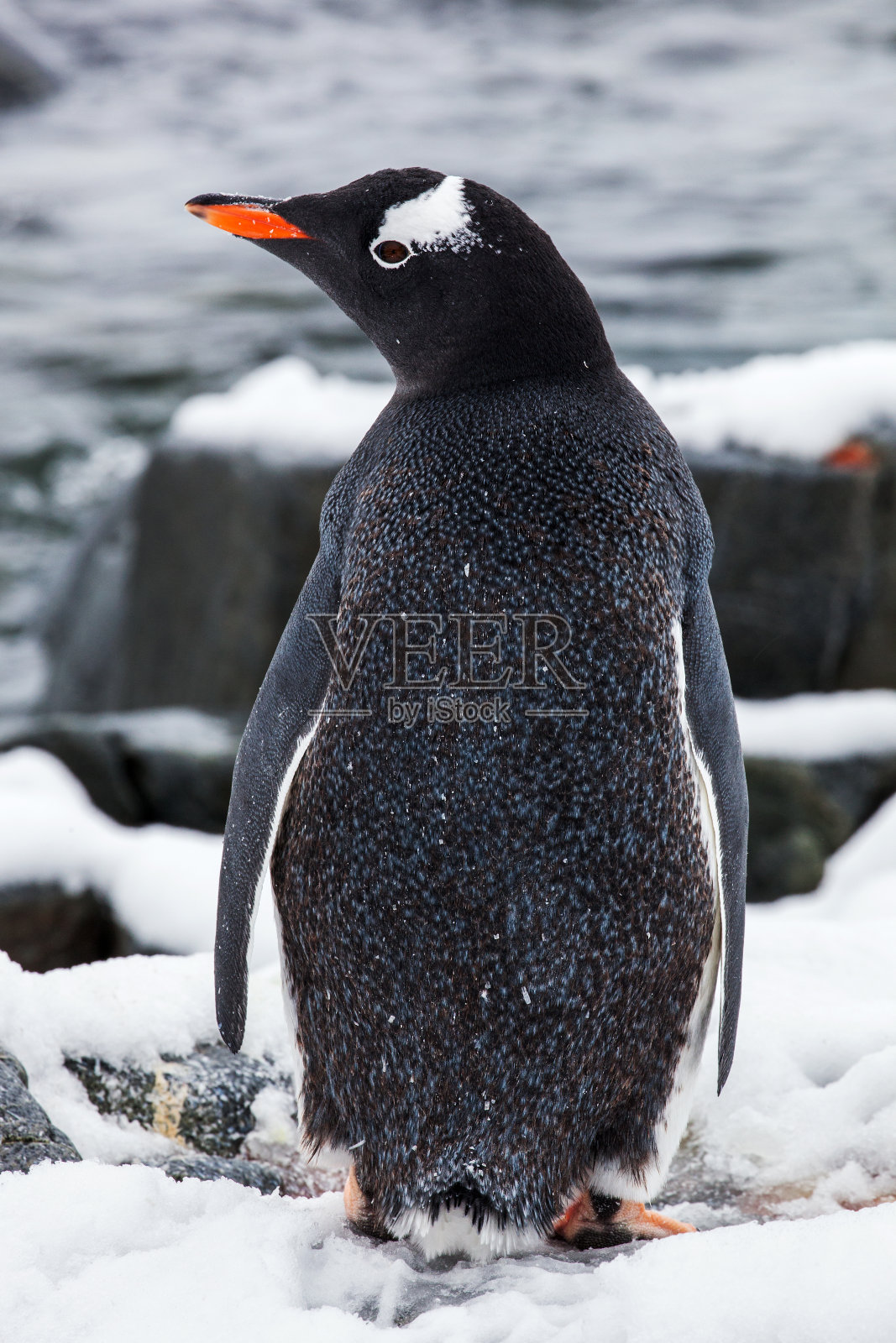 巴布亚企鹅背对着南极洲的海洋，雪地上照片摄影图片