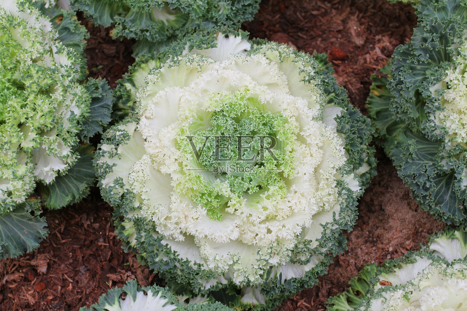 生菜照片摄影图片