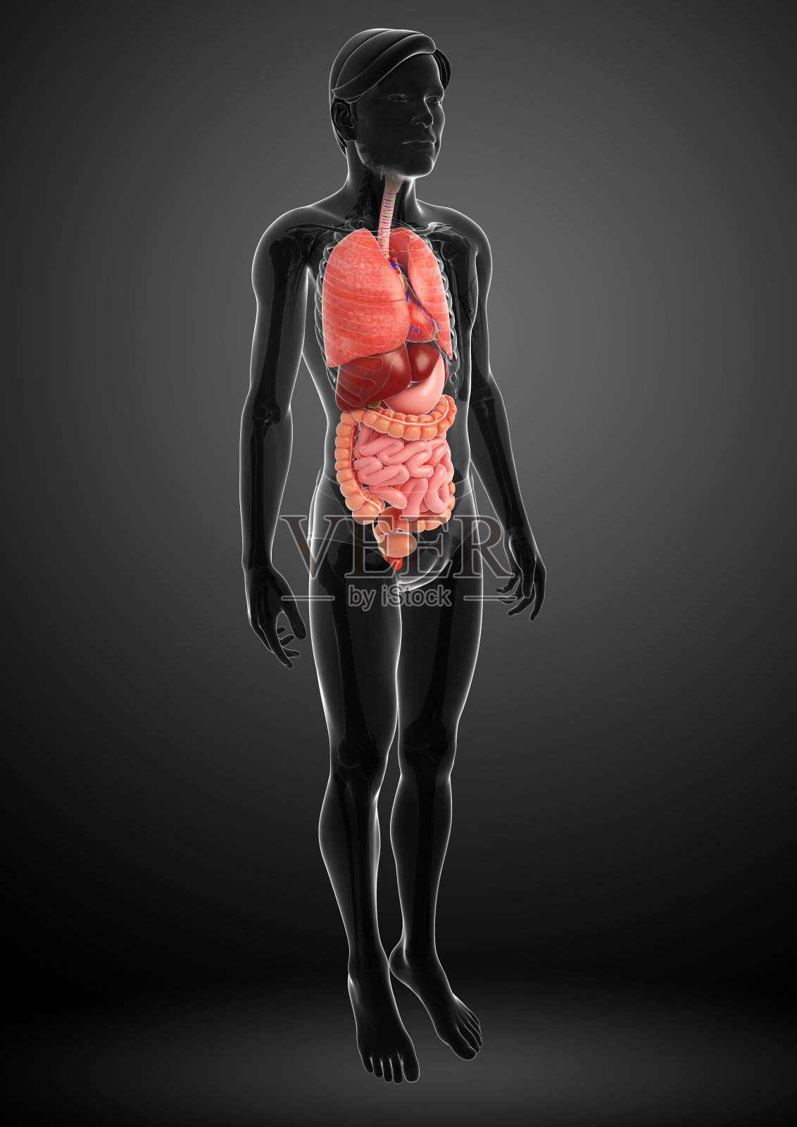 男性身体的消化系统照片摄影图片