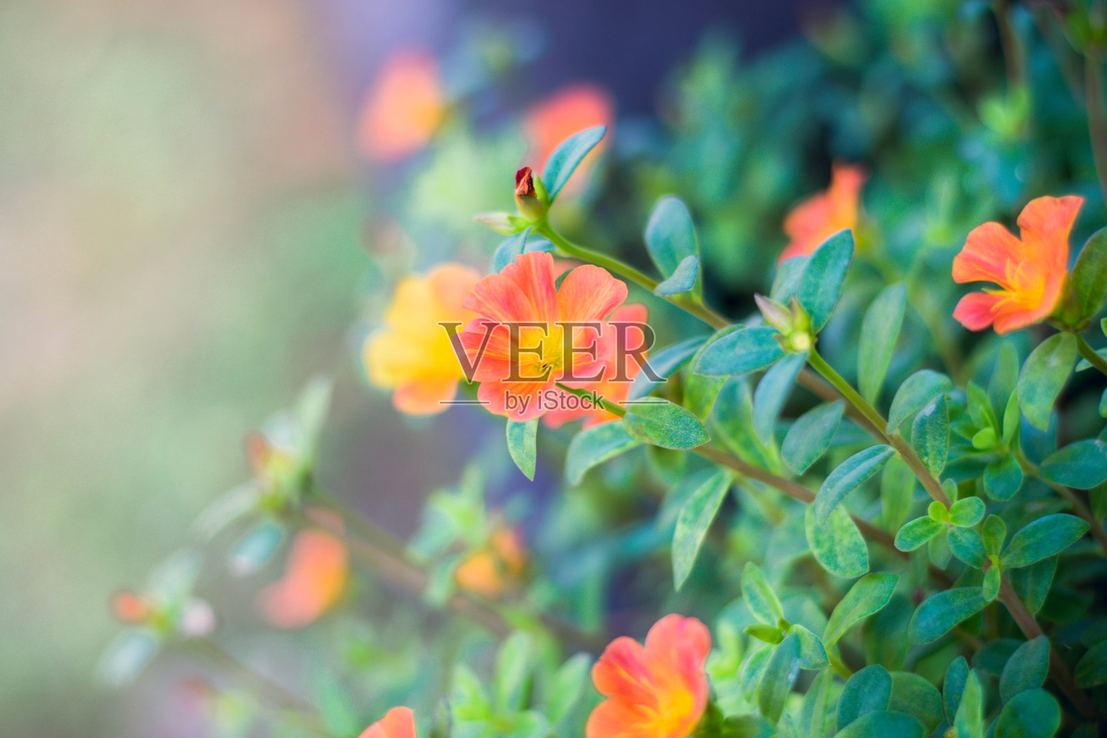 花照片摄影图片