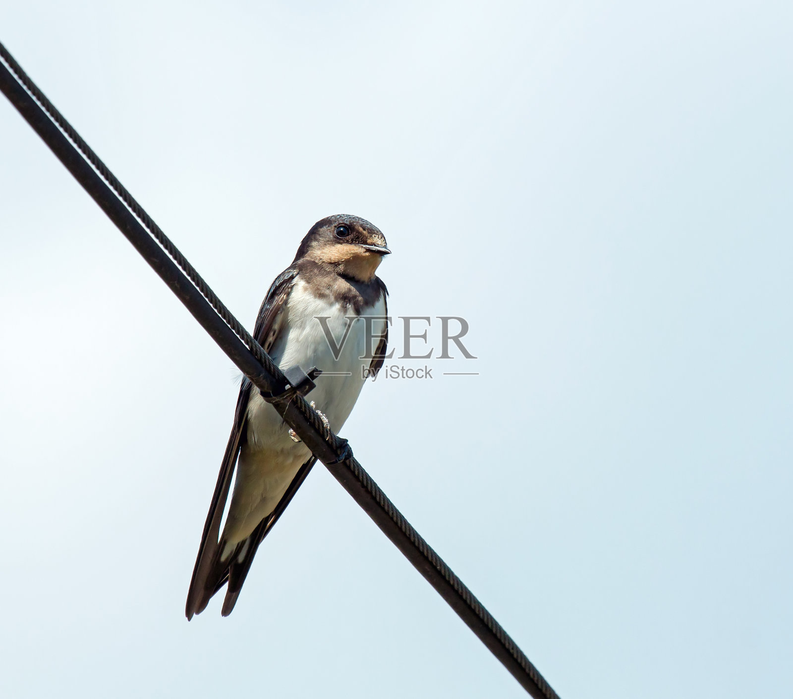 谷仓燕子照片摄影图片