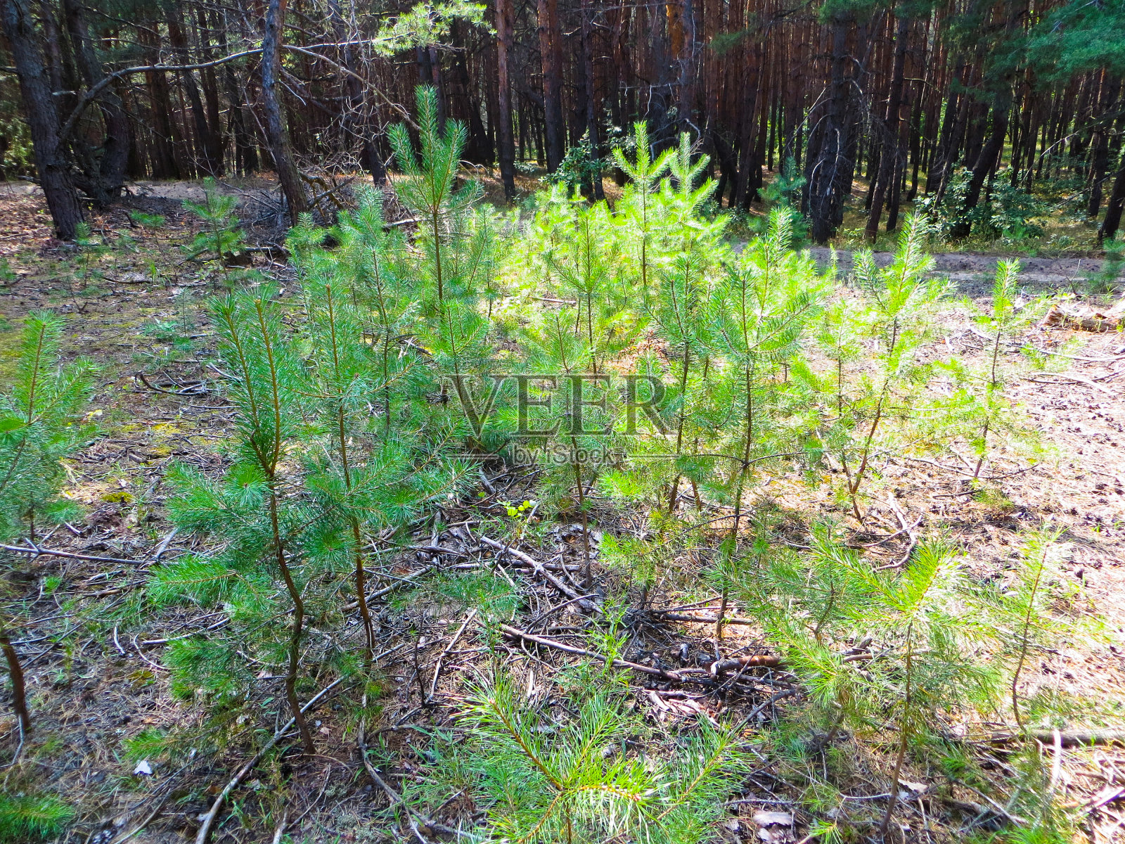 年轻的松树照片摄影图片