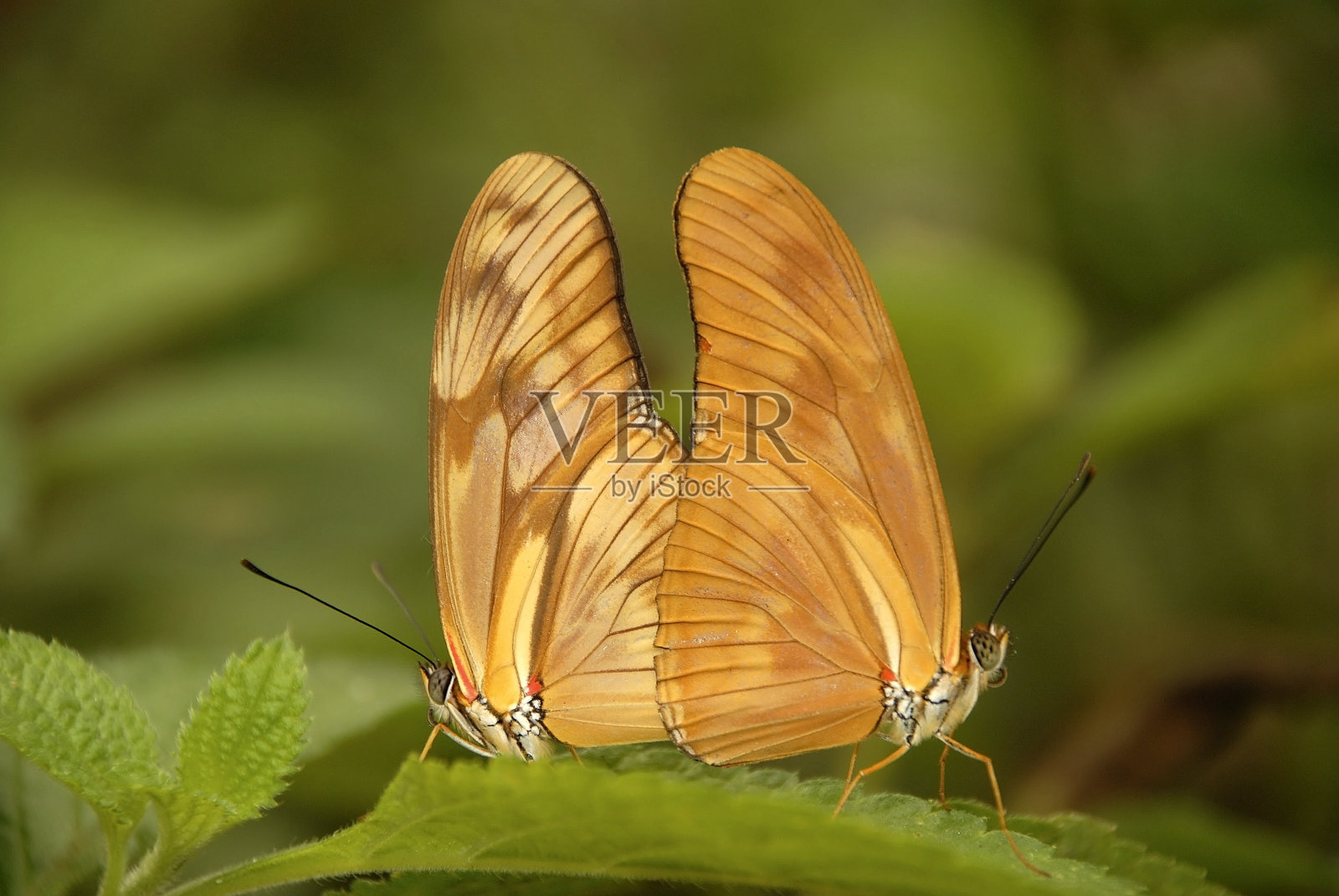 连系动词的蝴蝶照片摄影图片
