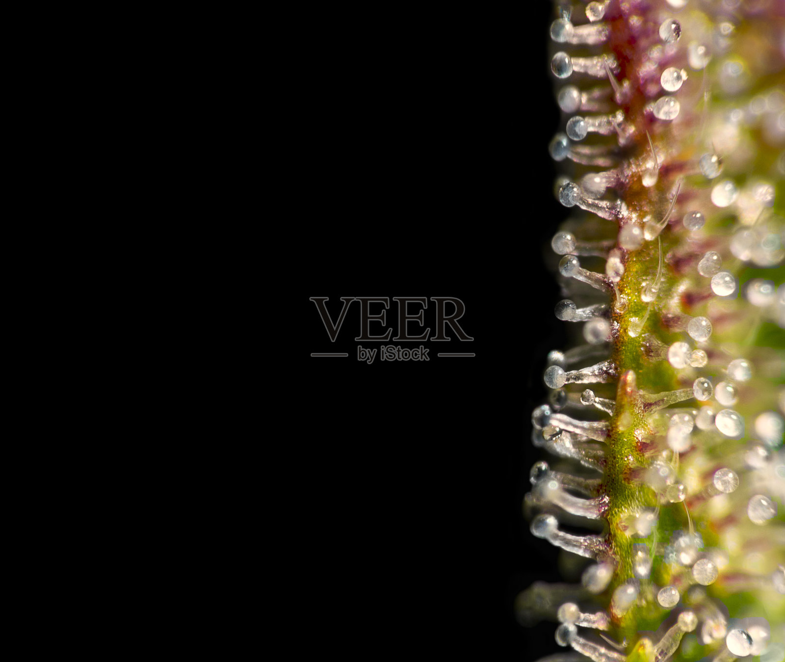 大麻植物上的毛状体照片摄影图片