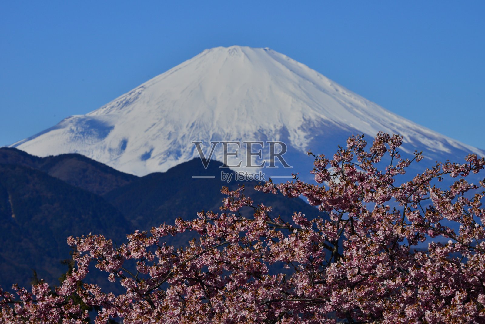 富士山和樱花照片摄影图片