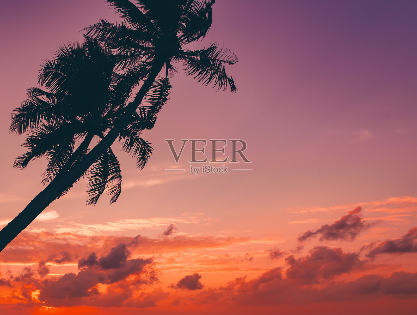 棕榈树的剪影在美丽的热带日落照片摄影图片