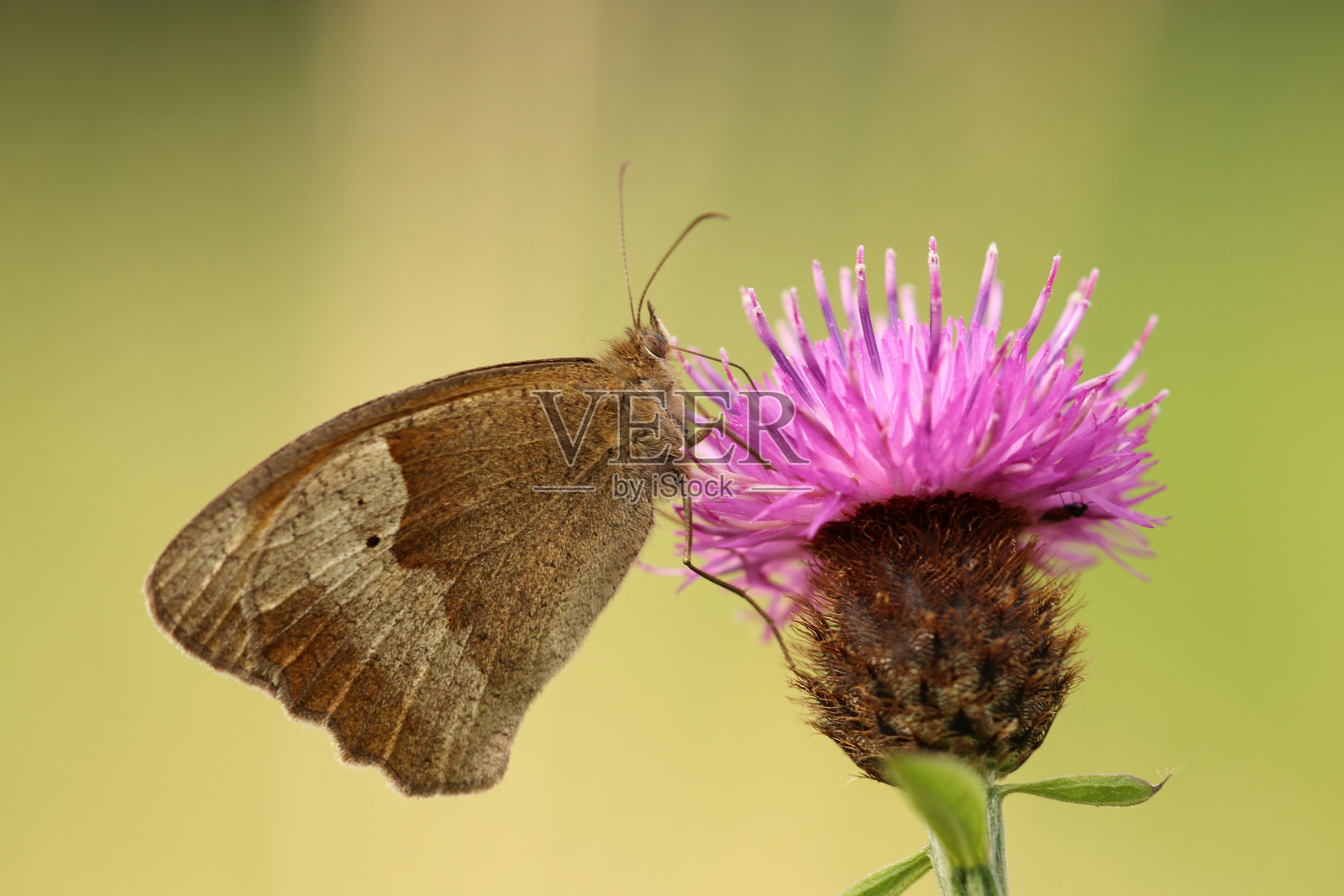 蝴蝶在蓟上的特写镜头照片摄影图片