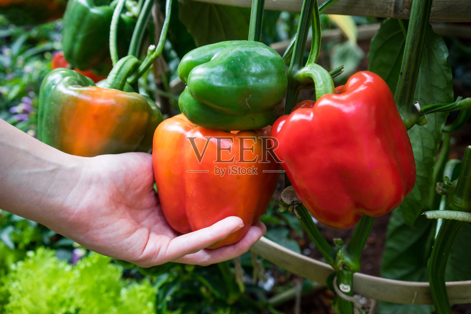 用手拿红甜椒照片摄影图片