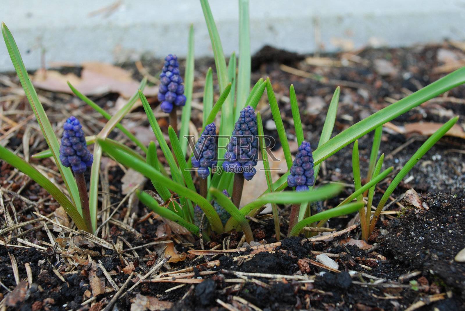 Muscari蓝芽。照片摄影图片