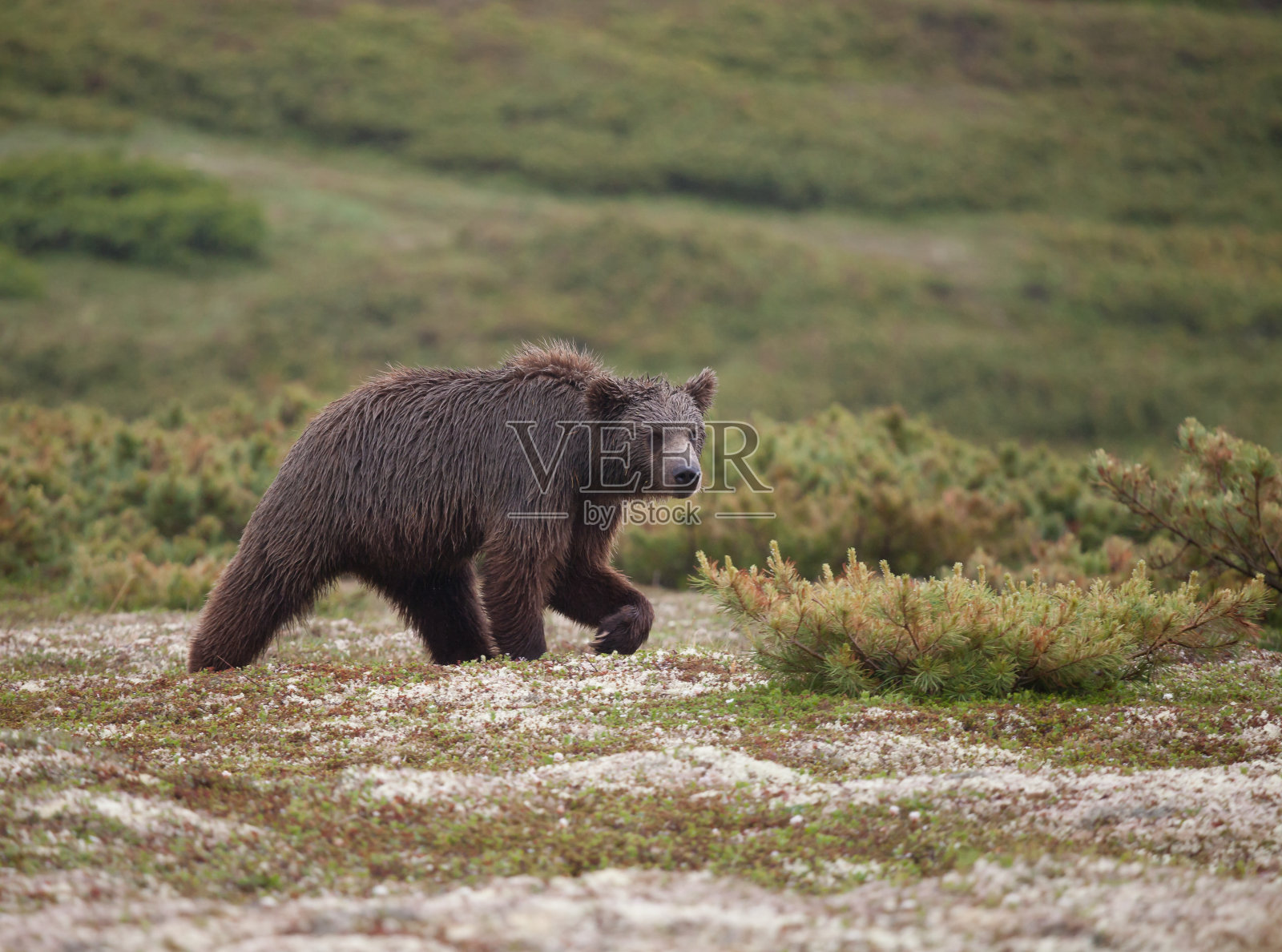 棕熊照片摄影图片