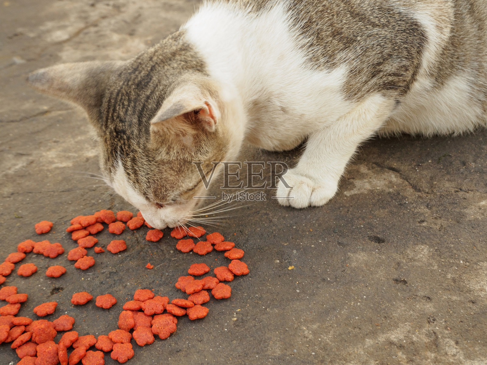 这只可怜的猫被留在了缅甸的寺庙里。照片摄影图片