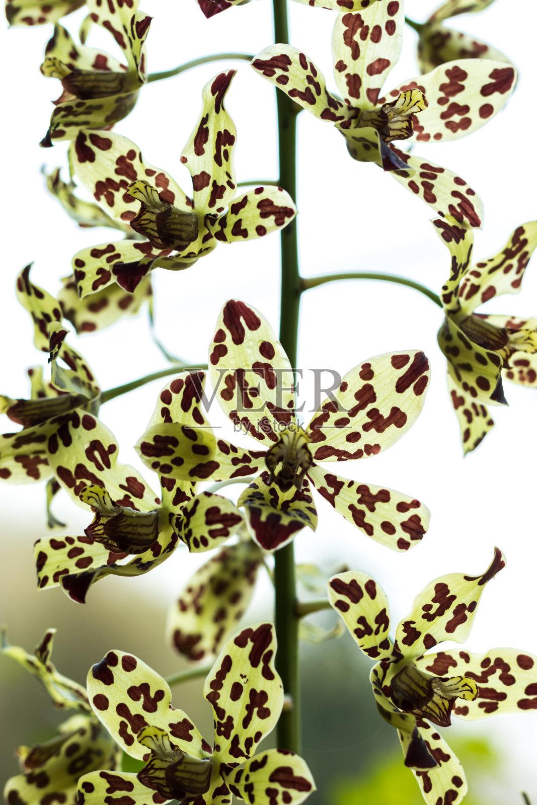 清桂皮白底照片摄影图片