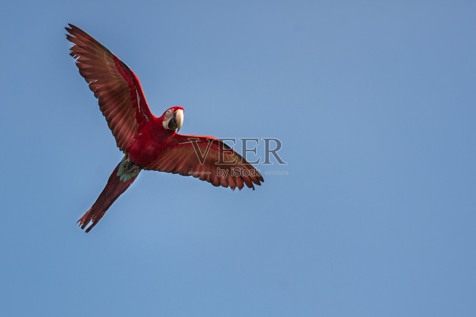 鹦鹉在大自然的栖息地照片摄影图片