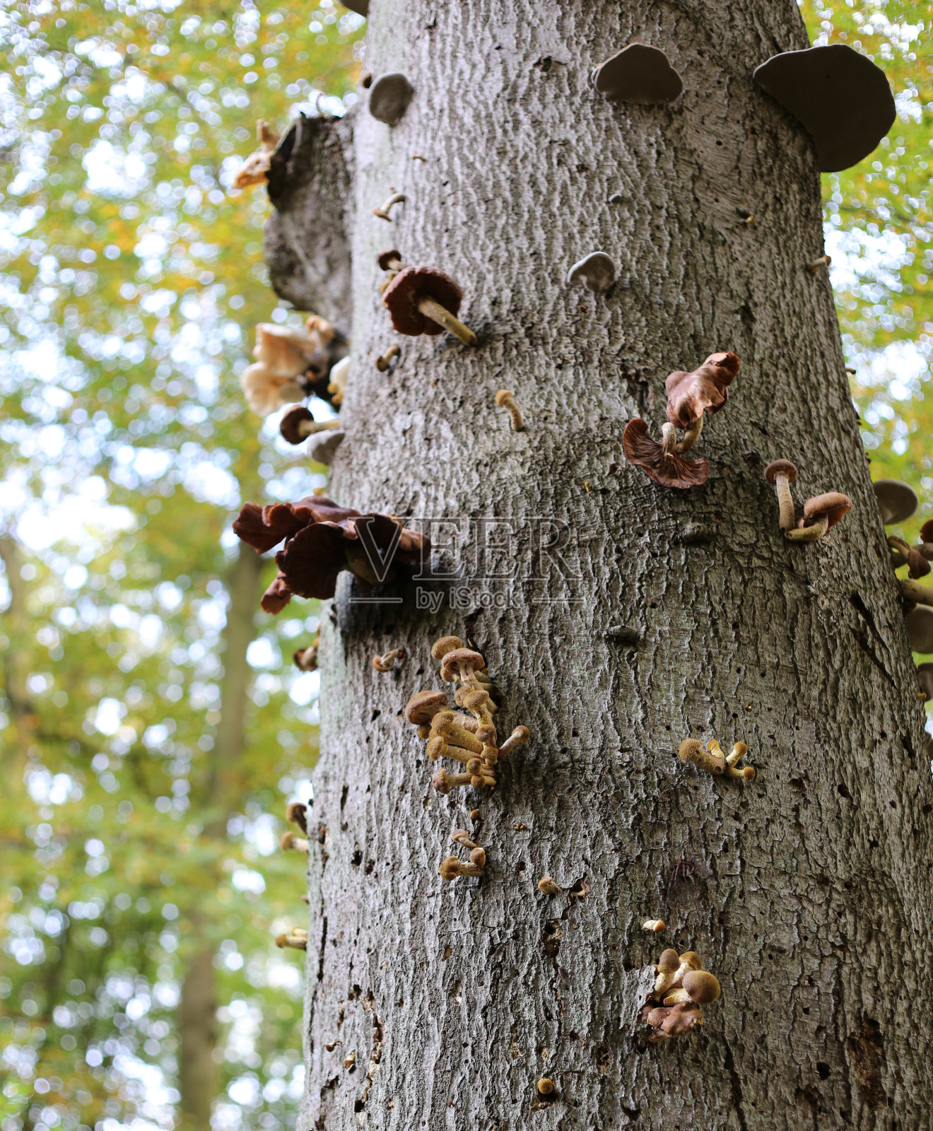 各种各样的蘑菇照片摄影图片