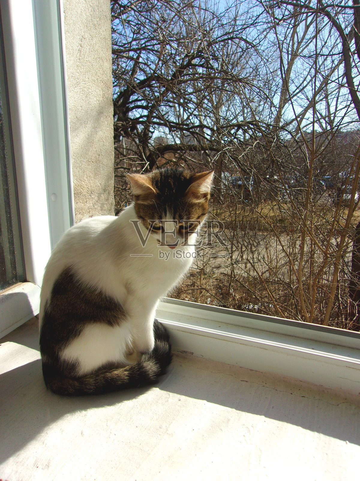 745-严重悲伤的猫在窗户上照片摄影图片