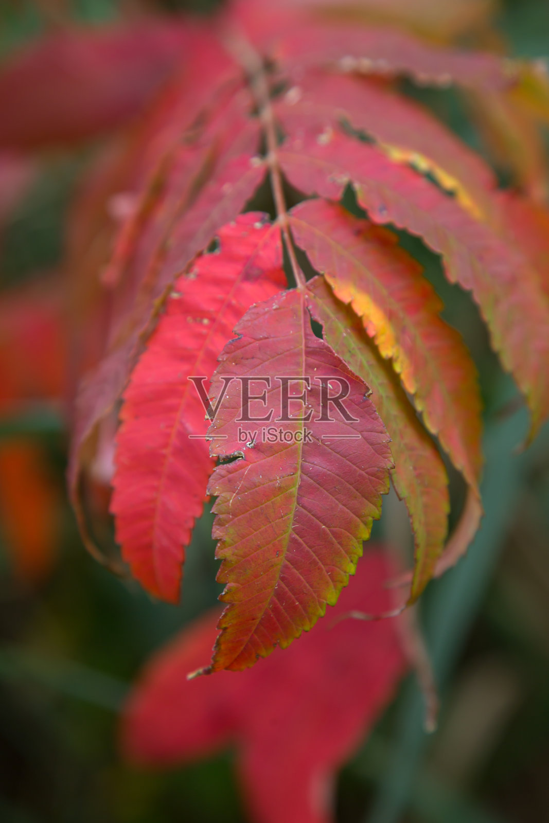 漆树上的秋色照片摄影图片