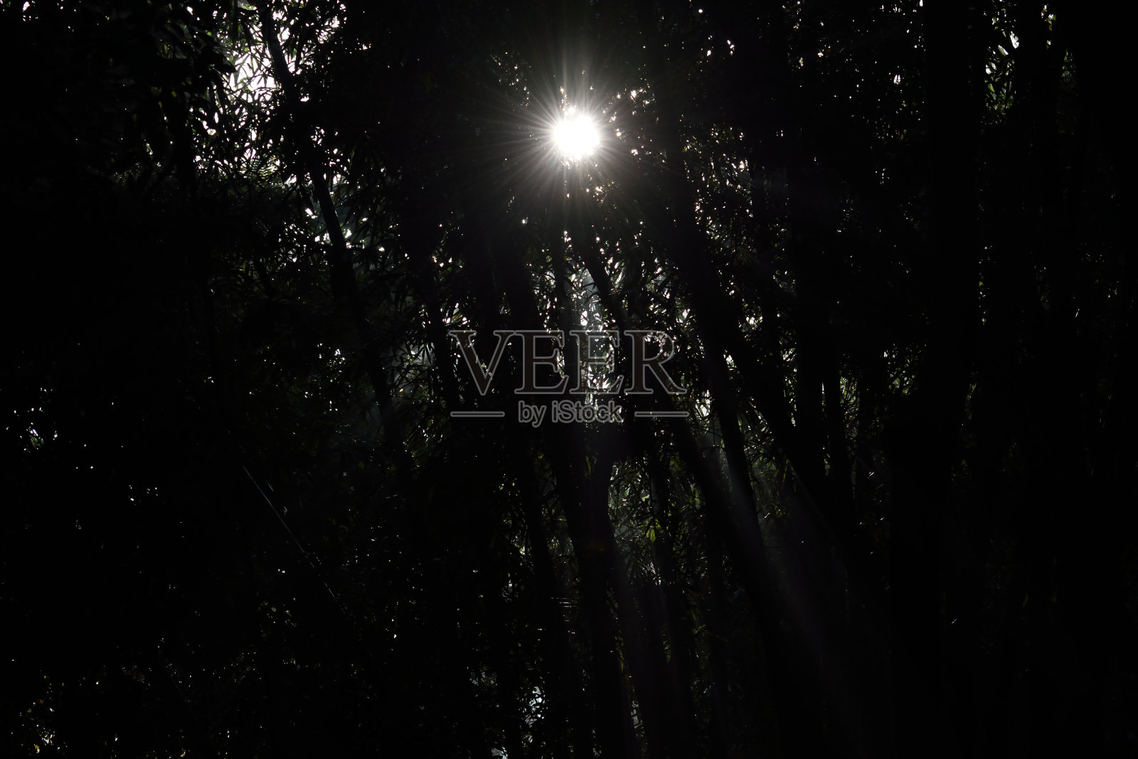 黑暗森林中的天堂之光照片摄影图片