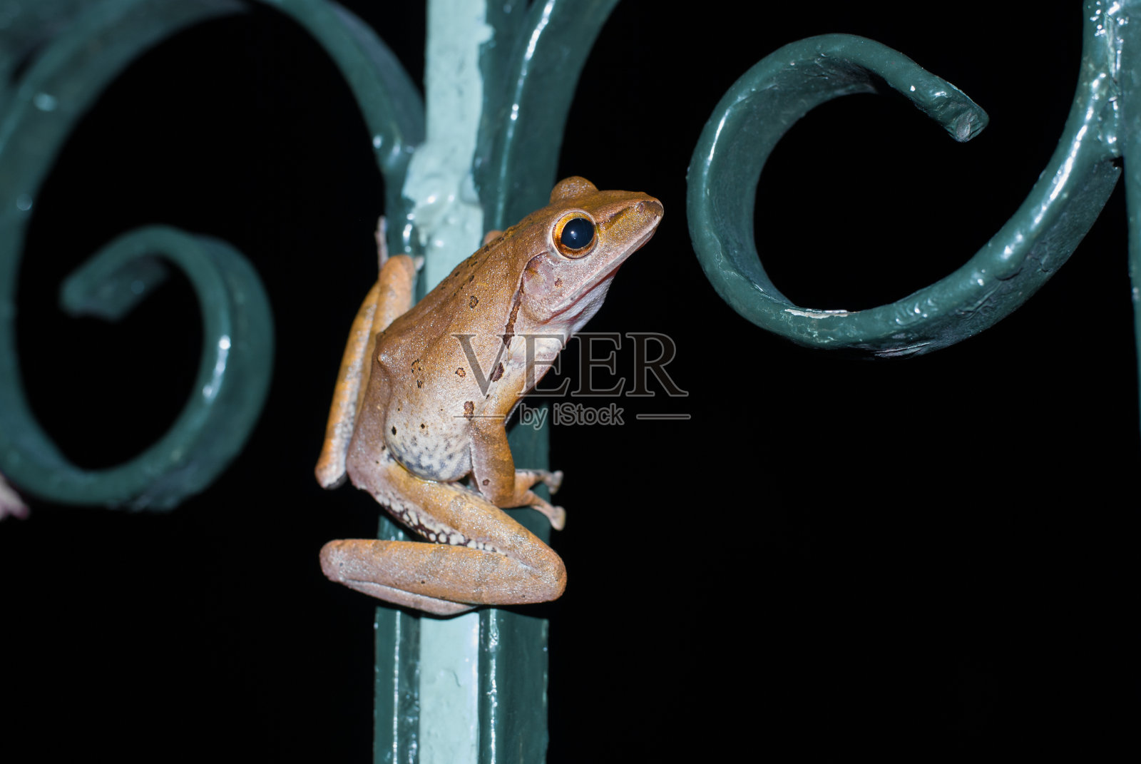 树蛙照片摄影图片