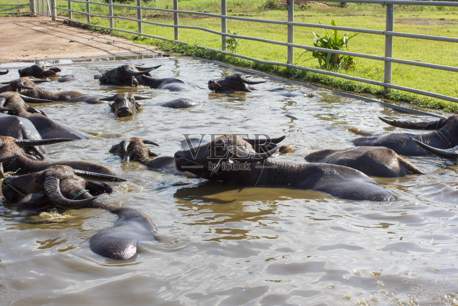 亚洲的水牛在池子里。照片摄影图片