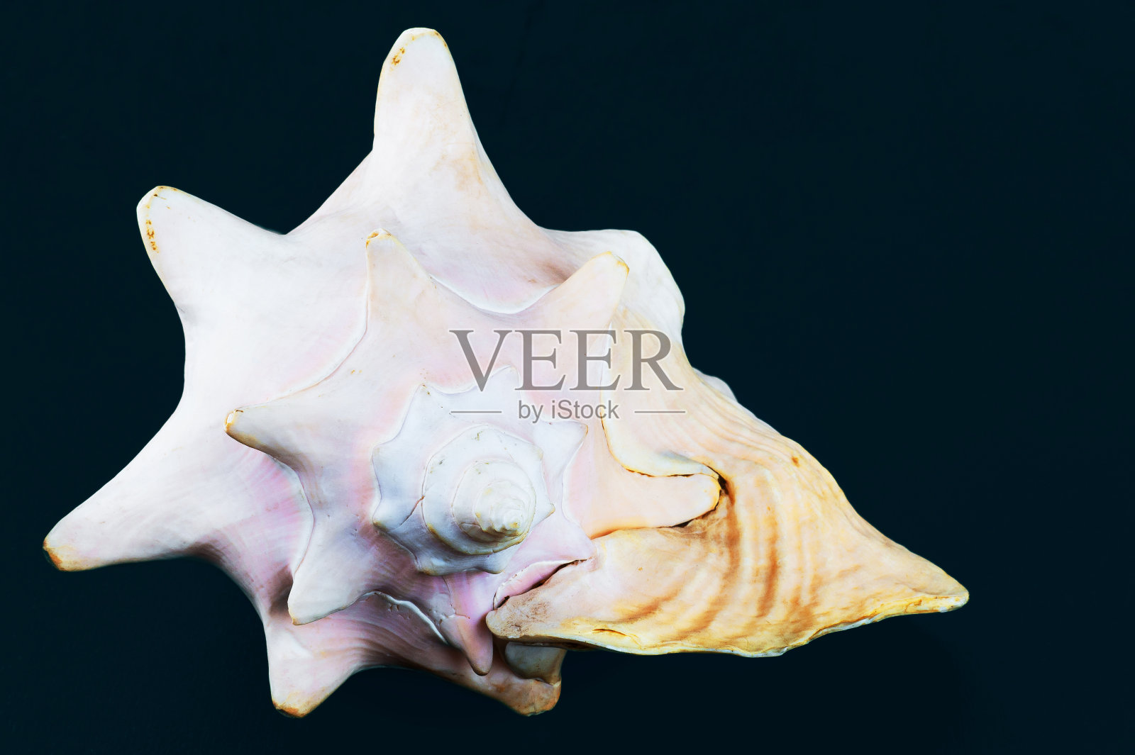 蓝色背景上的海贝照片摄影图片