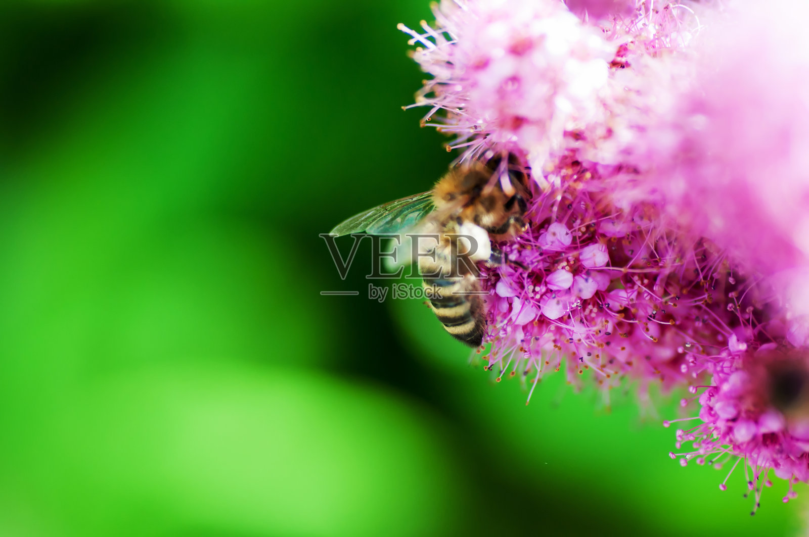 蜜蜂在粉红色的小花上照片摄影图片