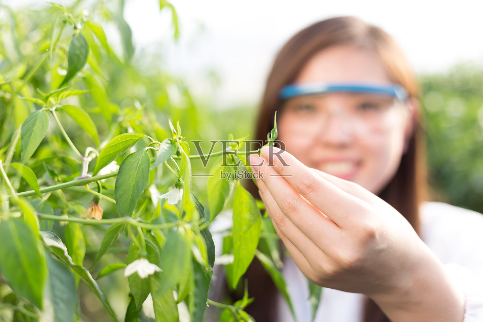 年轻的亚洲妇女在温室工作照片摄影图片