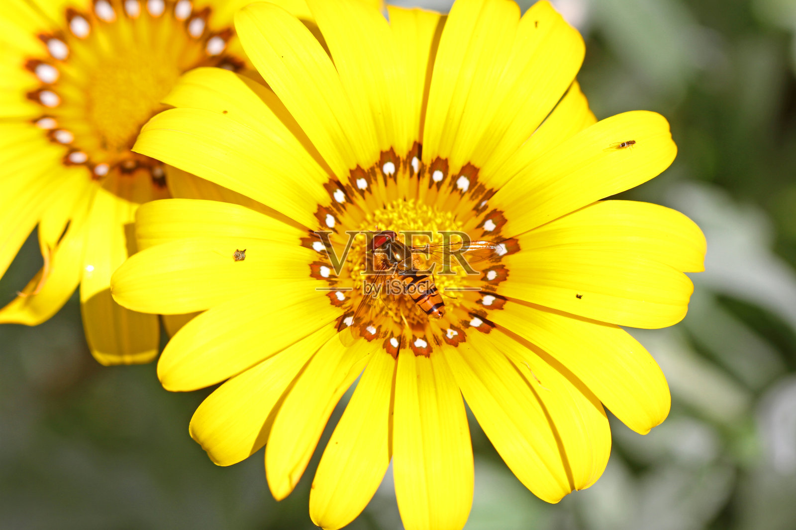 欧洲悬停蝇的拉丁名称episyrphus balteatus喂养和授粉花，在意大利也被称为宝花照片摄影图片