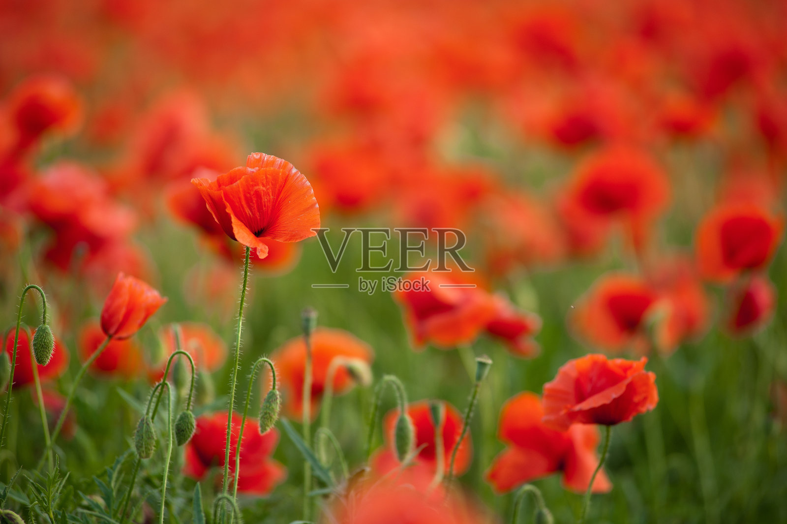 罂粟花田照片摄影图片