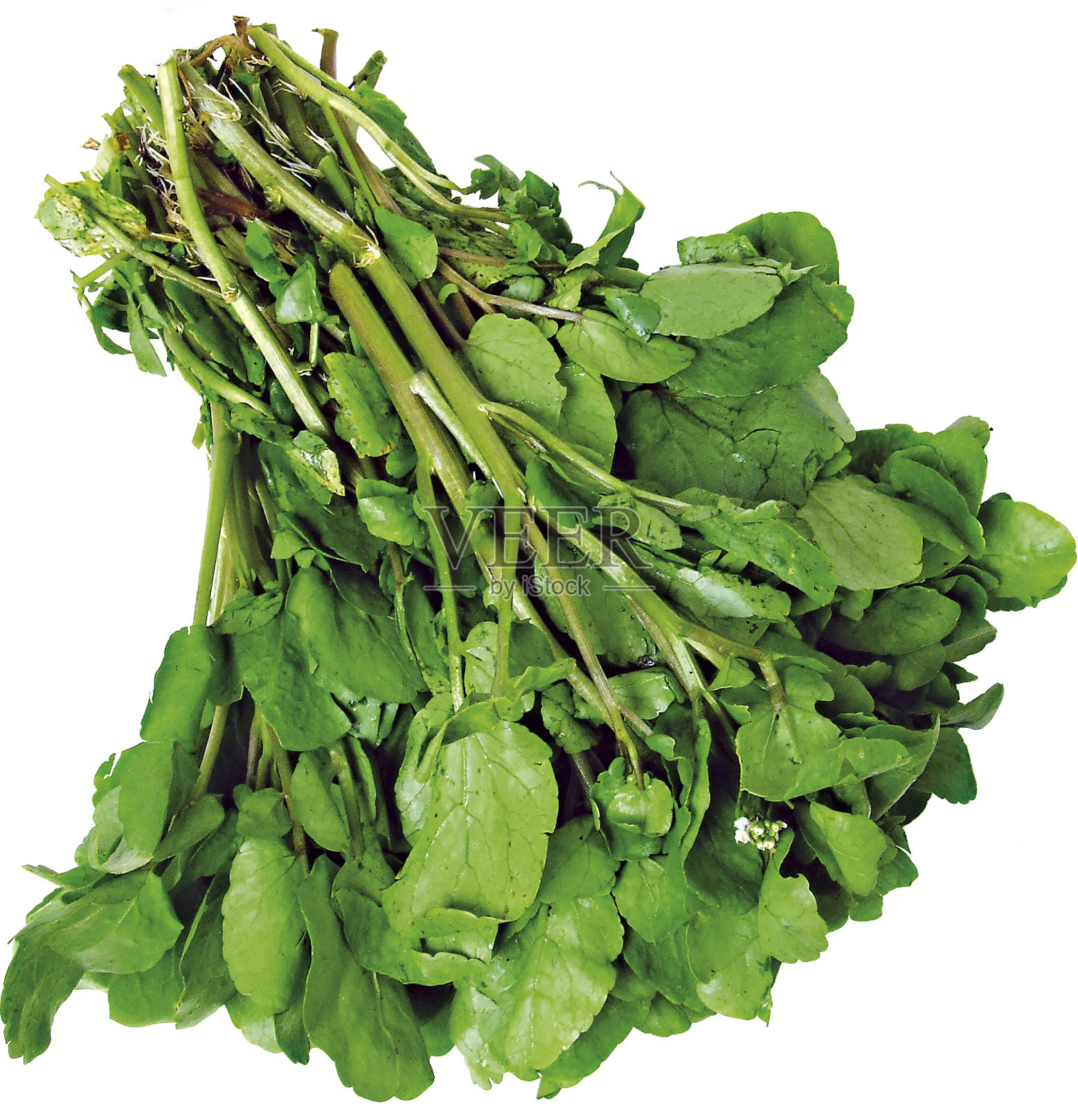 豆瓣菜照片摄影图片