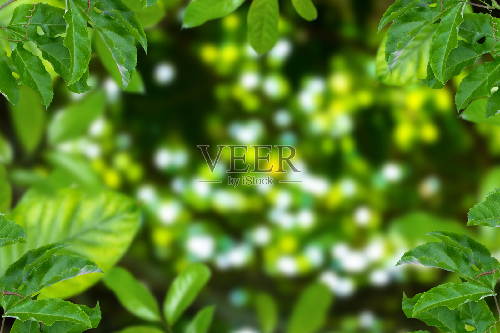 树和散景的背景照片摄影图片