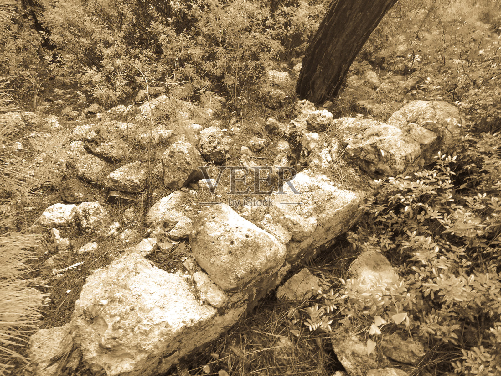 Phaselis被遗忘的古城废墟。火鸡小亚细亚照片摄影图片