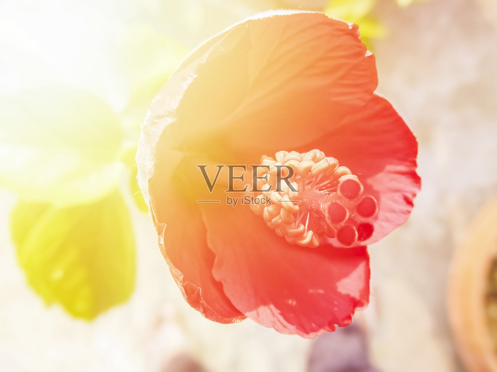 木槿的花粉在晨曦中开花。照片摄影图片