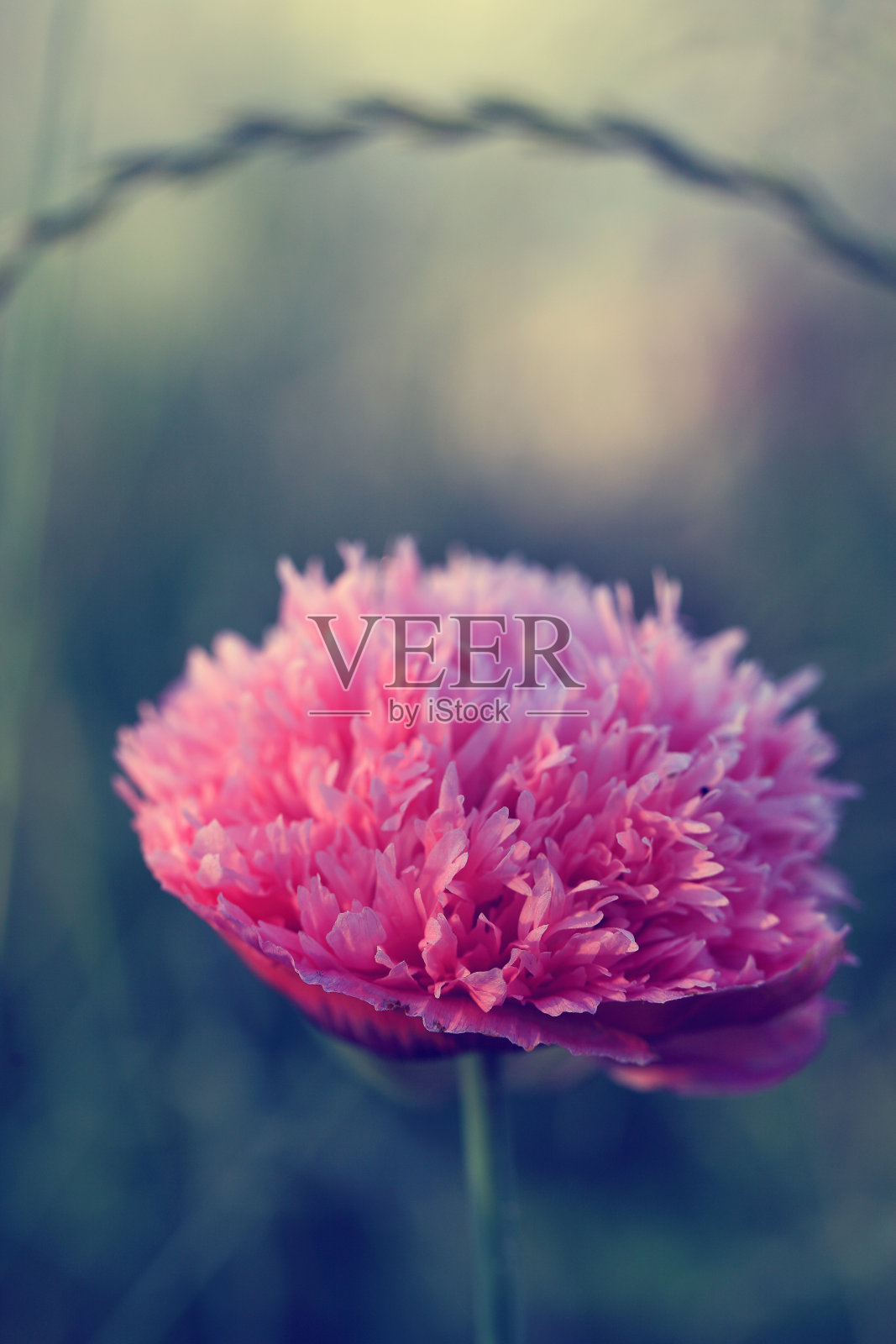 罂粟花照片摄影图片